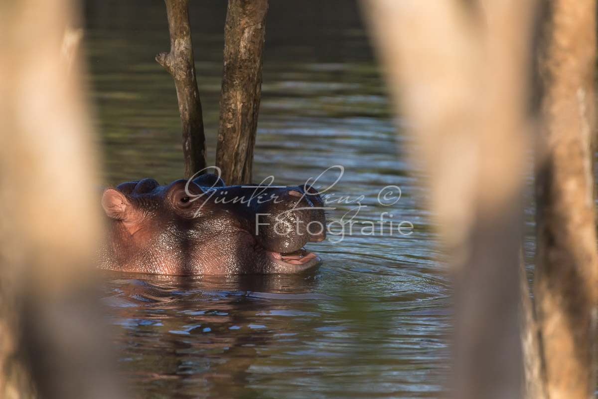 Nilpferd (Hippopotamus amphibius),