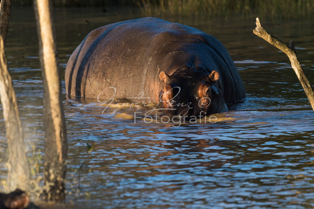 Nilpferd (Hippopotamus amphibius),