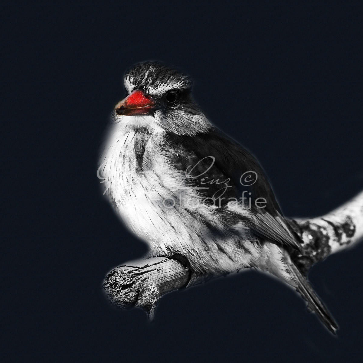 Braunkopfliest (Halcyon albiventris), Hluhluwe-Imfolozi Park,