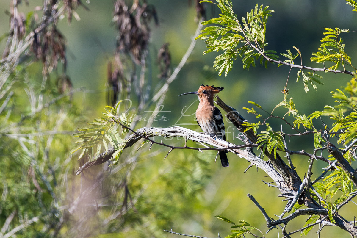 Wiedehopf (Upupa epops), Hluhluwe-Imfolozi Park,