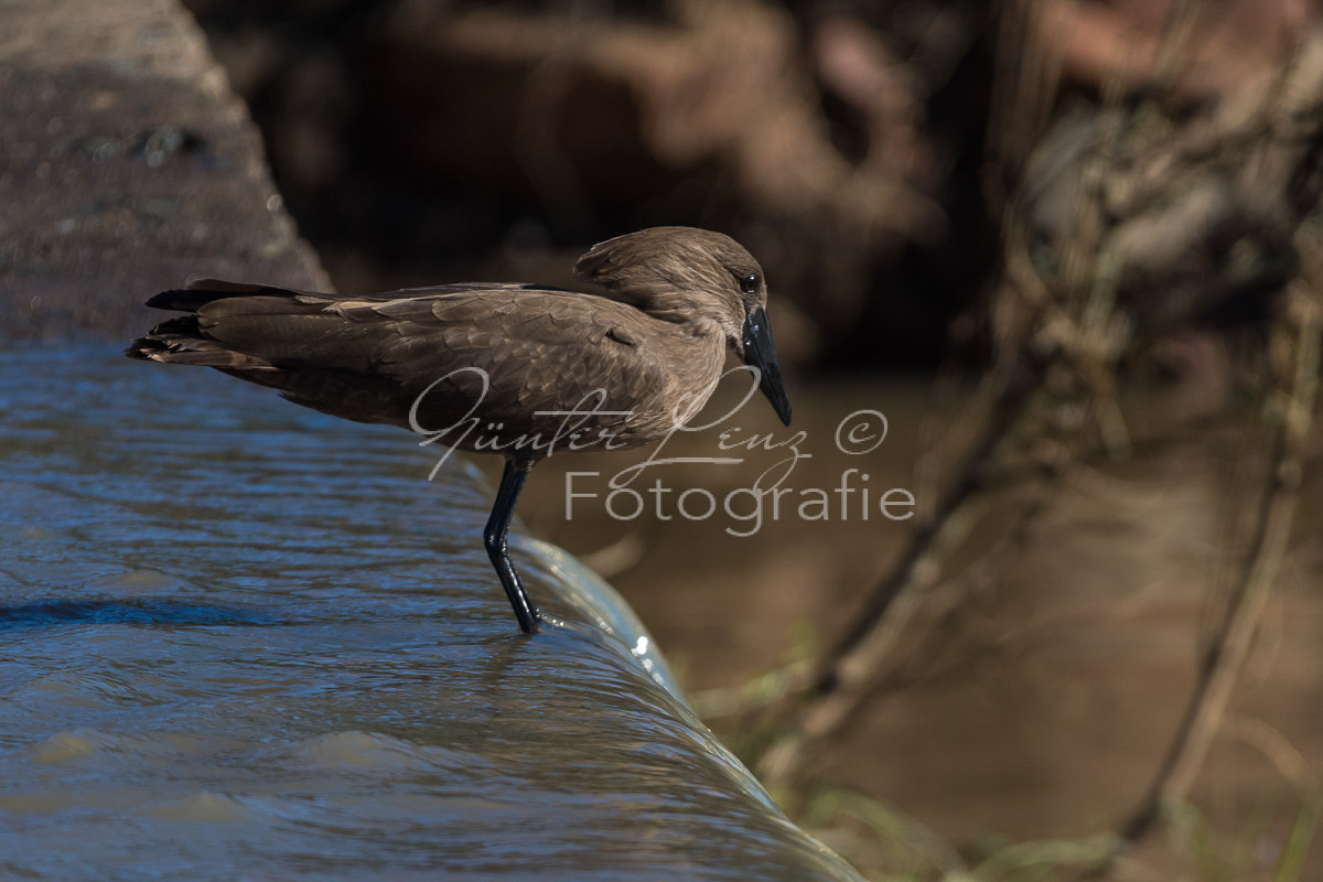 Hammerkopf (Scopus umbretta), Hluhluwe-Imfolozi Park,