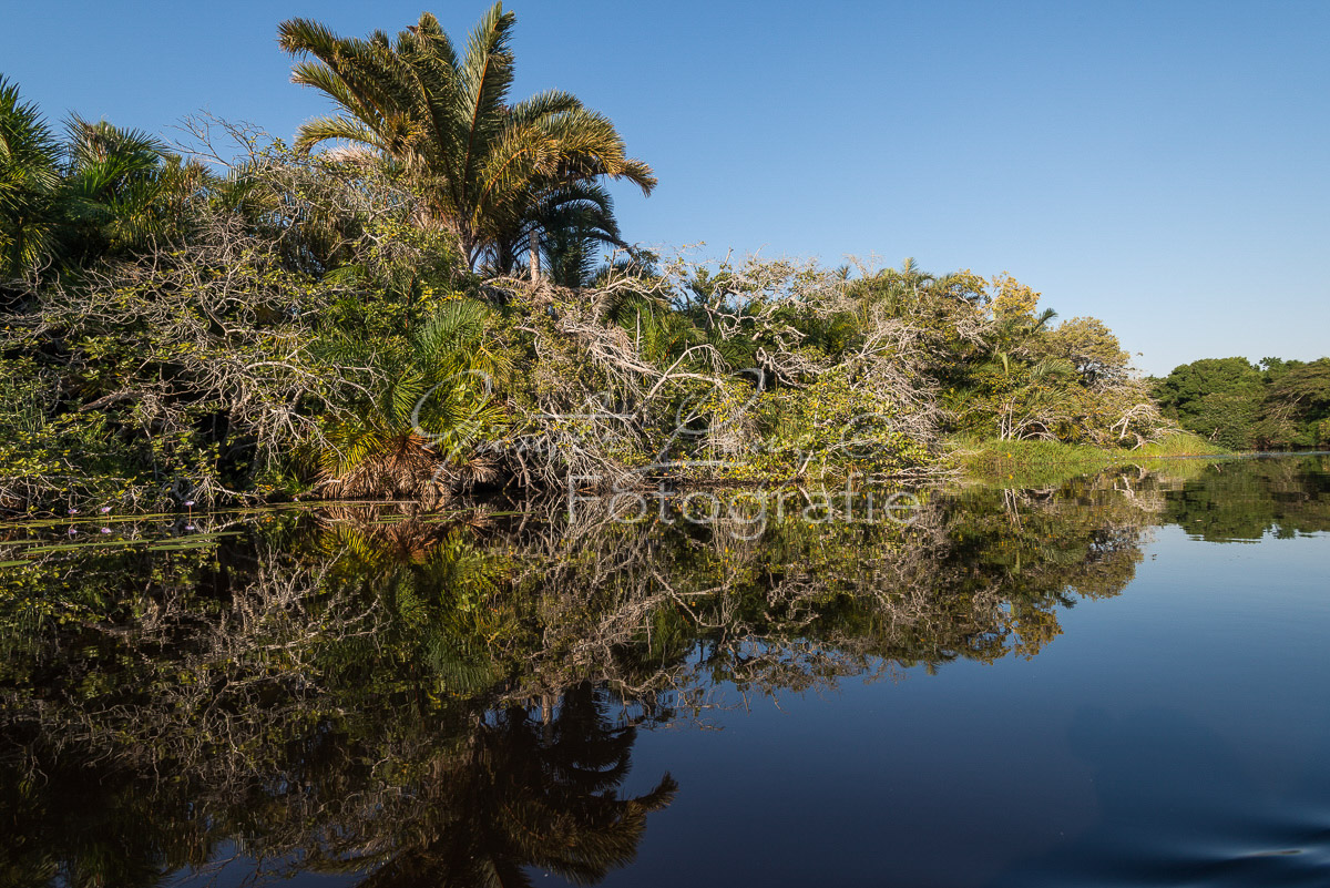 Kosi Forest, iSimangaliso Wetland Park