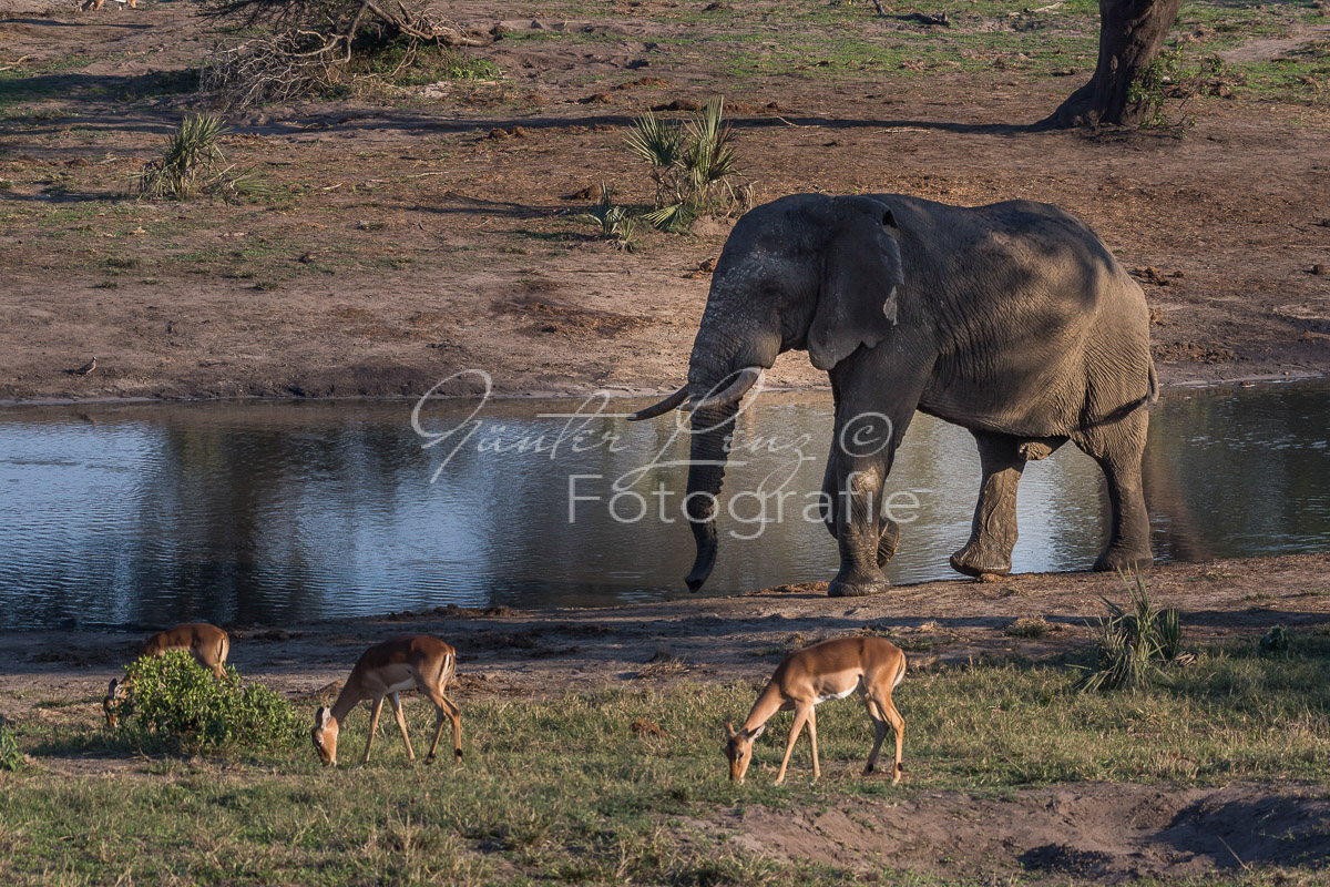 Afrikanischer Elefant (Loxodonta africana) und Schwarzfersenantilope (Aepyceros melampus)