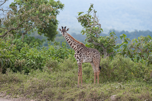 Arusha Nationalpark, Tansania