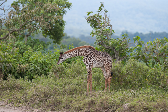 Arusha Nationalpark, Tansania