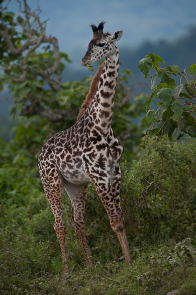 Arusha Nationalpark, Tansania