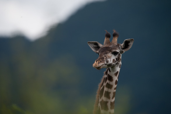 Arusha Nationalpark, Tansania