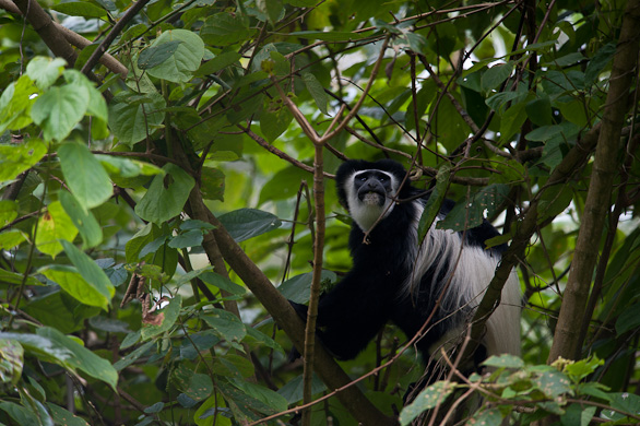 Arusha Nationalpark, Tansania