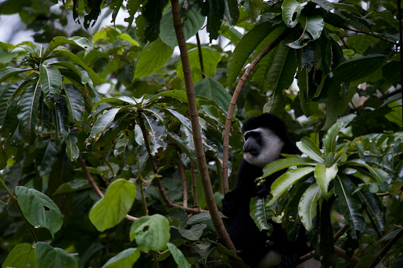 Arusha Nationalpark, Tansania