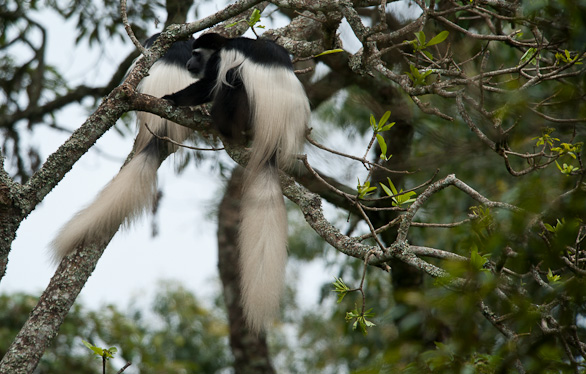 Arusha Nationalpark, Tansania