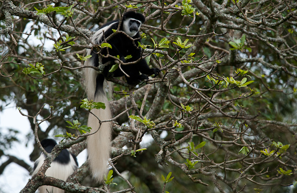 Arusha Nationalpark, Tansania