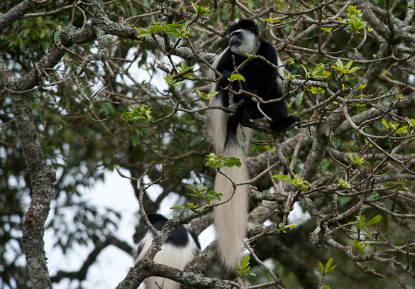 Arusha Nationalpark, Tansania