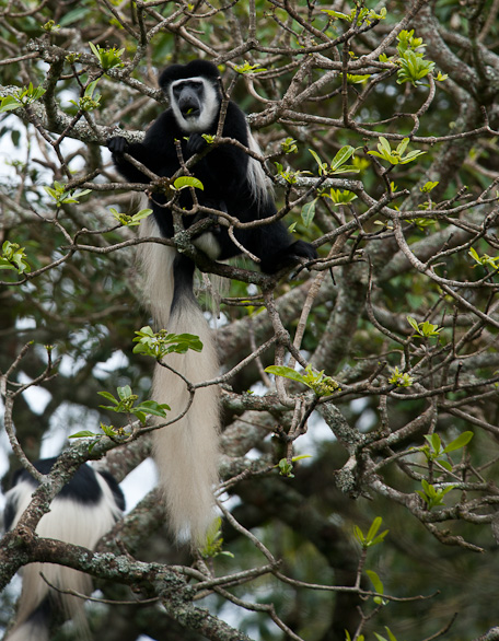 Arusha Nationalpark, Tansania