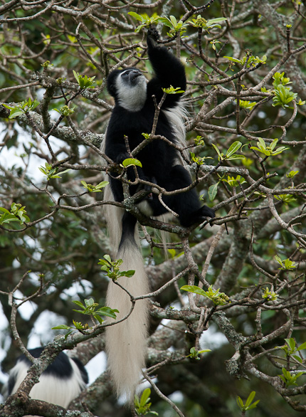 Arusha Nationalpark, Tansania