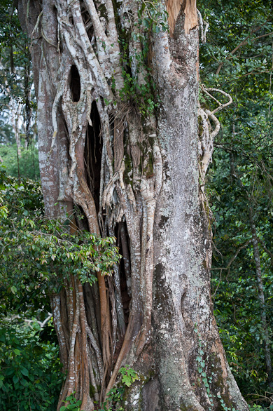 Arusha Nationalpark, Tansania