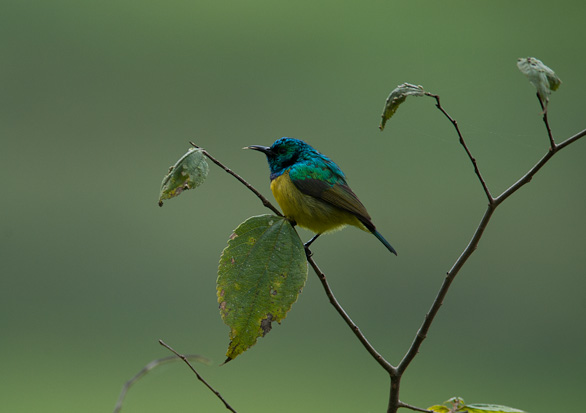 Arusha Nationalpark, Tansania