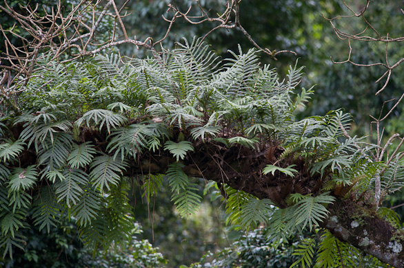 Arusha Nationalpark, Tansania