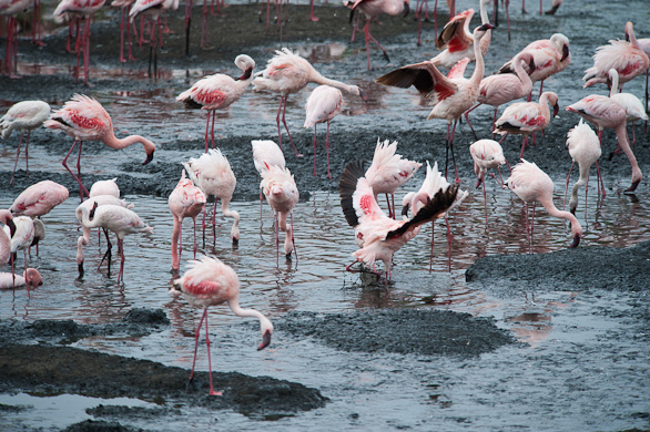 Arusha Nationalpark, Tansania