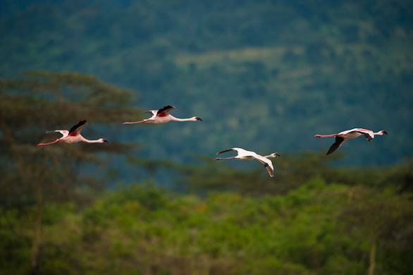 Arusha Nationalpark, Tansania