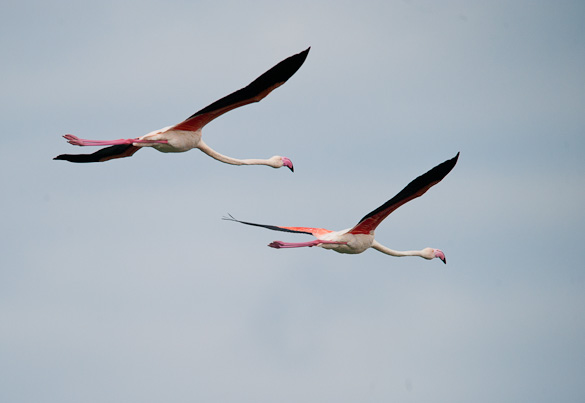 Arusha Nationalpark, Tansania