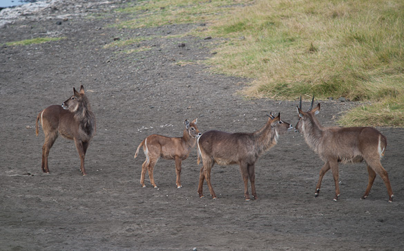 Arusha Nationalpark, Tansania