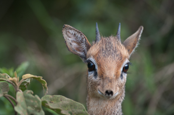 Arusha Nationalpark, Tansania