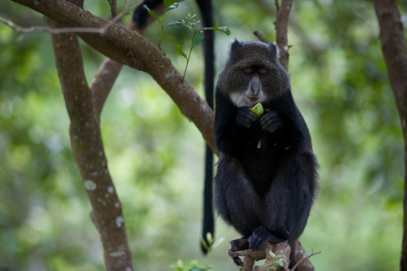 Arusha Nationalpark, Tansania