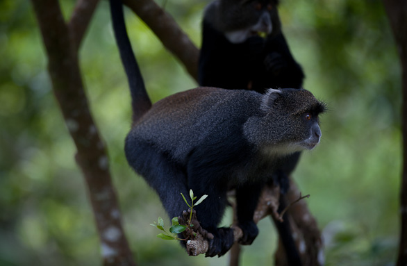 Arusha Nationalpark, Tansania