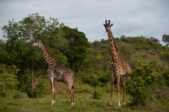 Arusha Nationalpark, Tansania