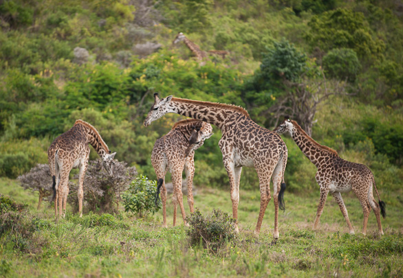 Arusha Nationalpark, Tansania