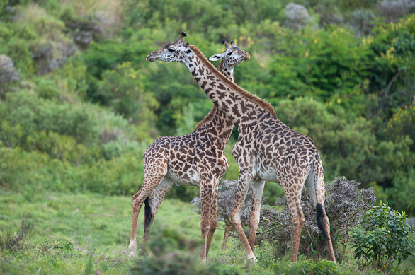 Arusha Nationalpark, Tansania