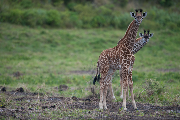 Arusha Nationalpark, Tansania