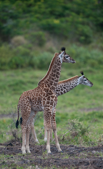 Arusha Nationalpark, Tansania