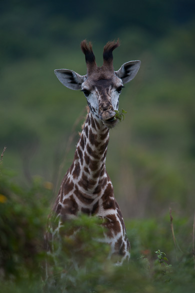 Arusha Nationalpark, Tansania