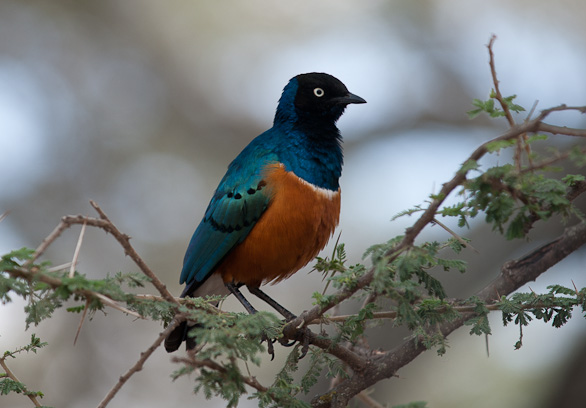 Serengeti Nationalpark, Tansania