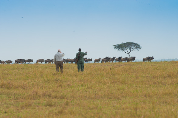 Serengeti Nationalpark, Tansania