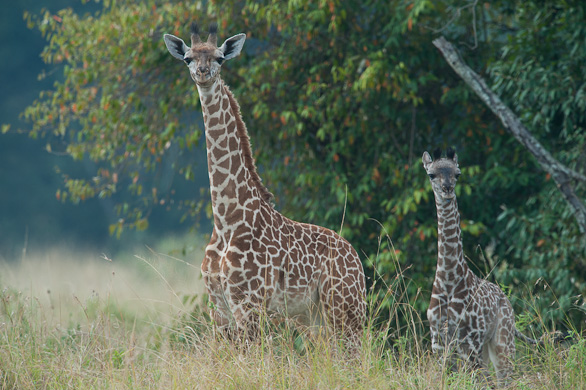 Serengeti Nationalpark, Tansania