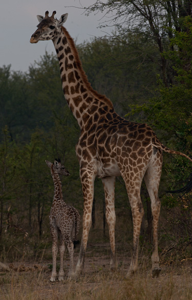 Serengeti Nationalpark, Tansania