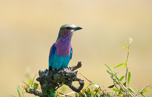 Serengeti Nationalpark, Tansania