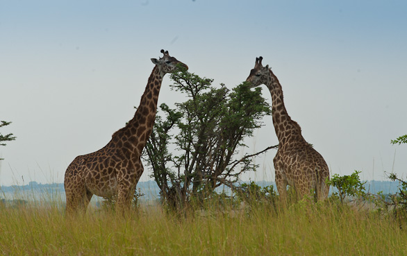 Serengeti Nationalpark, Tansania