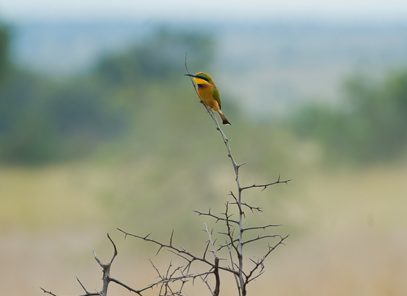 Serengeti Nationalpark, Tansania