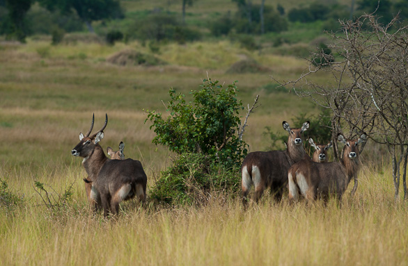Serengeti Nationalpark, Tansania
