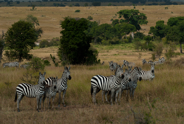 Serengeti Nationalpark, Tansania
