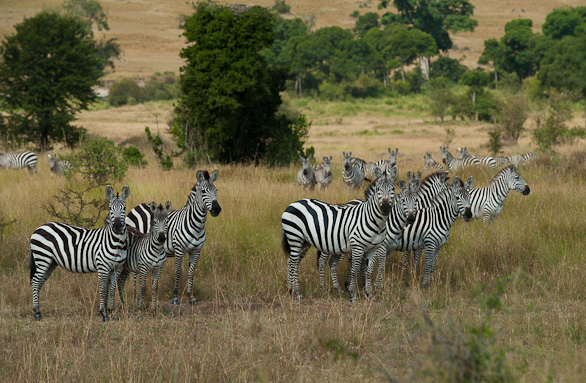 Serengeti Nationalpark, Tansania