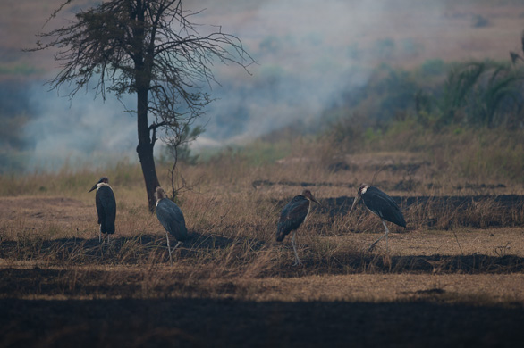 Serengeti Nationalpark, Tansania