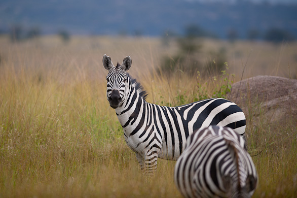 Serengeti Nationalpark, Tansania