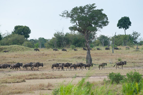 Serengeti Nationalpark, Tansania