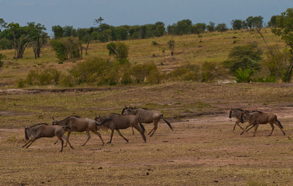 Serengeti Nationalpark, Tansania