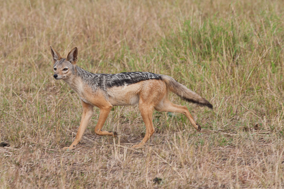 Serengeti Nationalpark, Tansania