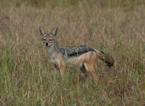 Serengeti Nationalpark, Tansania